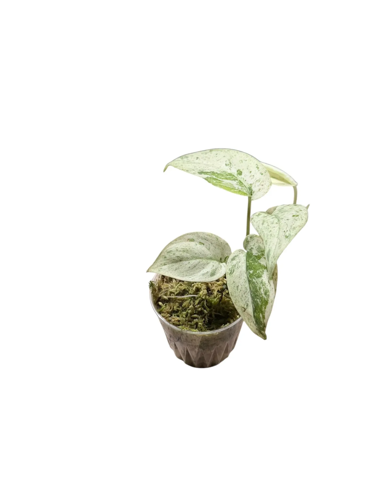 Scindapsus pictus 'Jade Satin Marble' — Pot Ø 7 cm