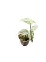 Scindapsus pictus 'Jade Satin Marble' — Pot Ø 7 cm
