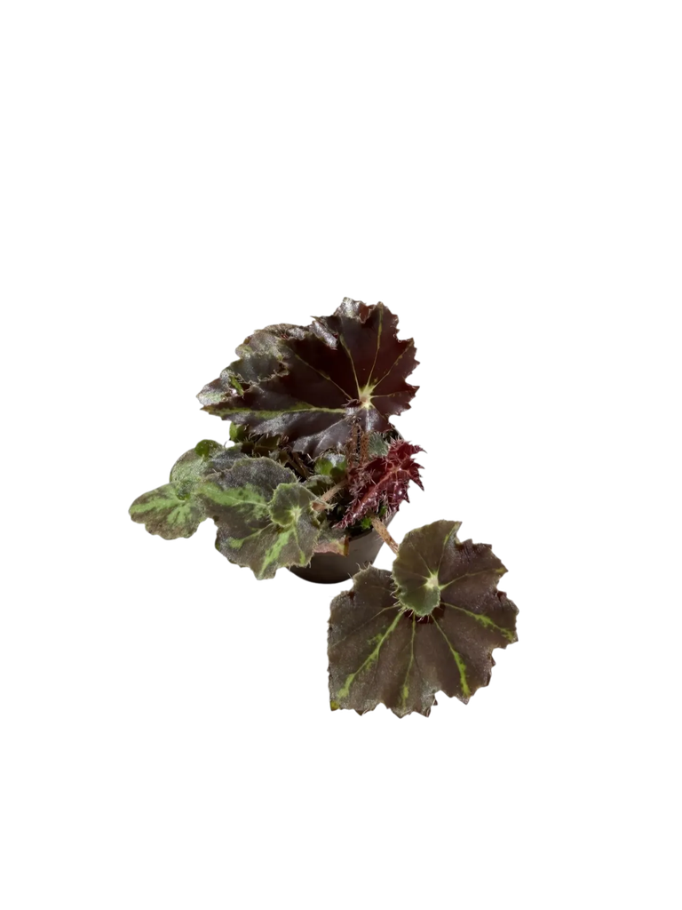 Begonia 'Mystère' — Pot Ø 7 cm