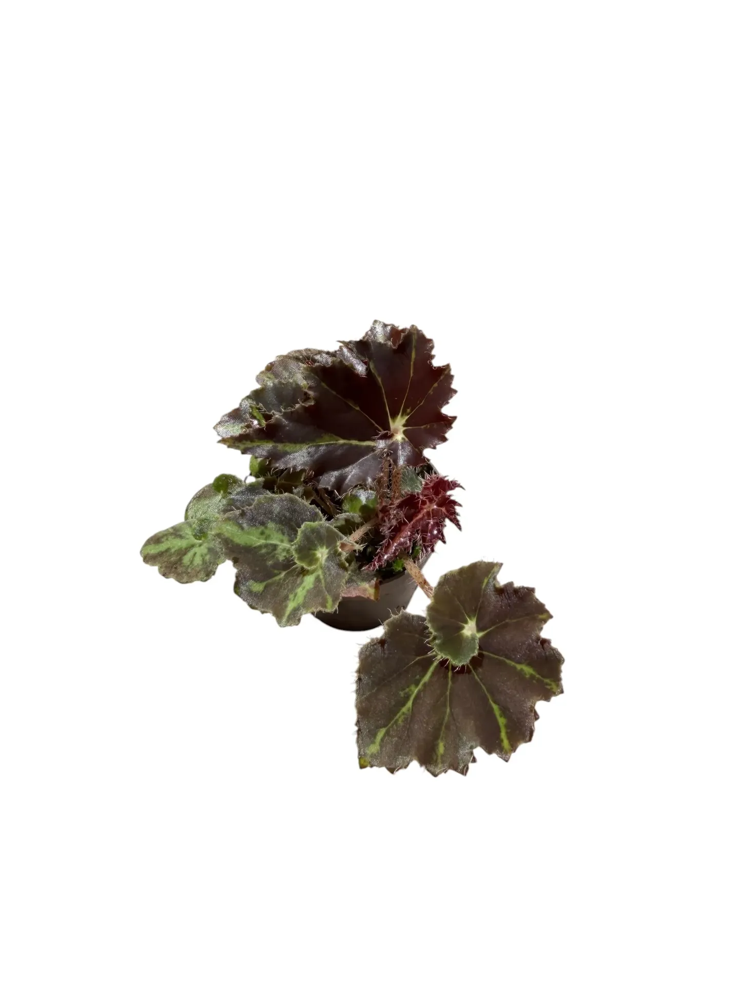 Begonia 'Mystère' — Pot Ø 7 cm