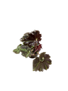Begonia 'Mystère' — Pot Ø 7 cm