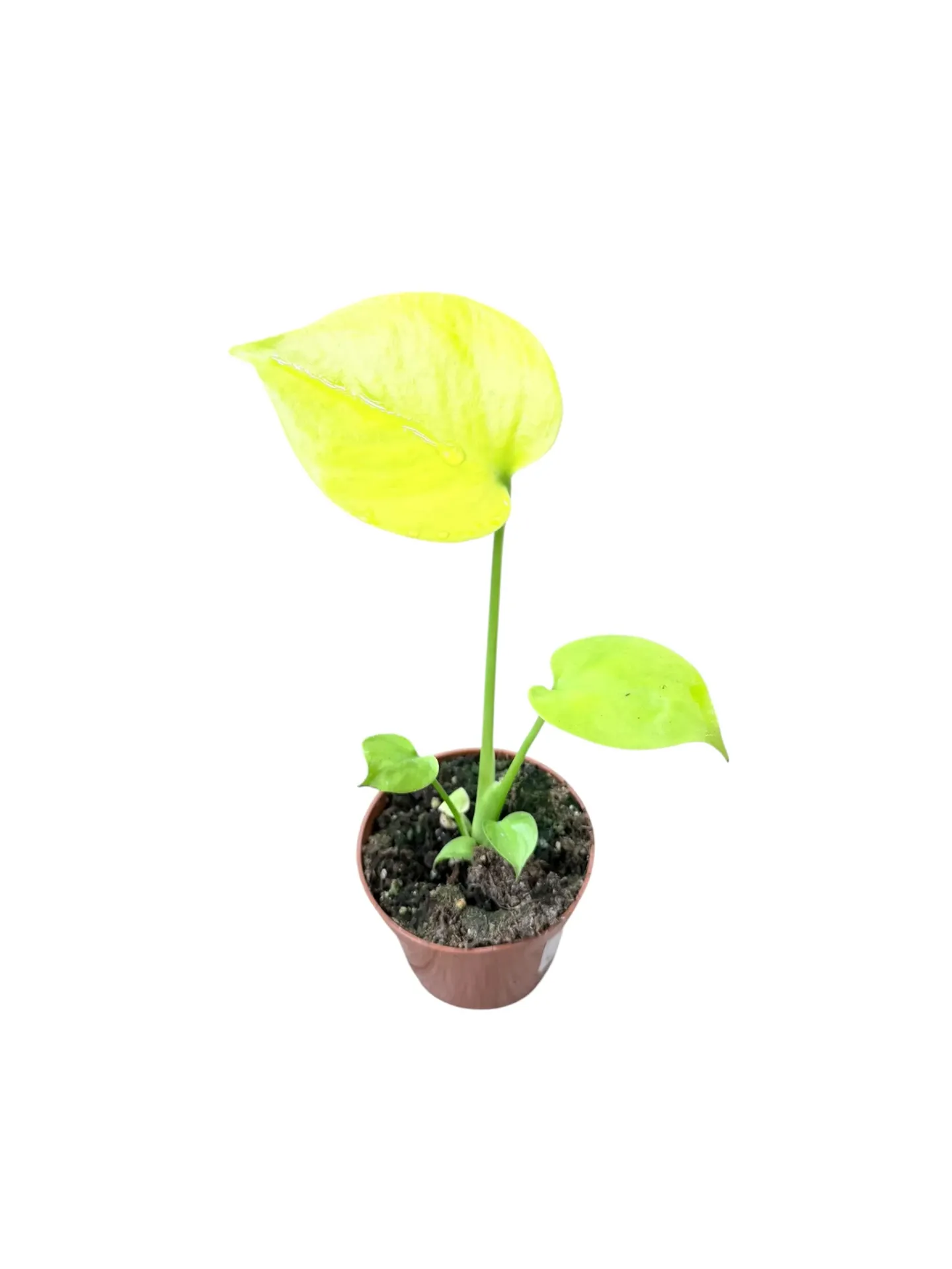 Monstera deliciosa 'Electric Lime' — Pot Ø 10 cm