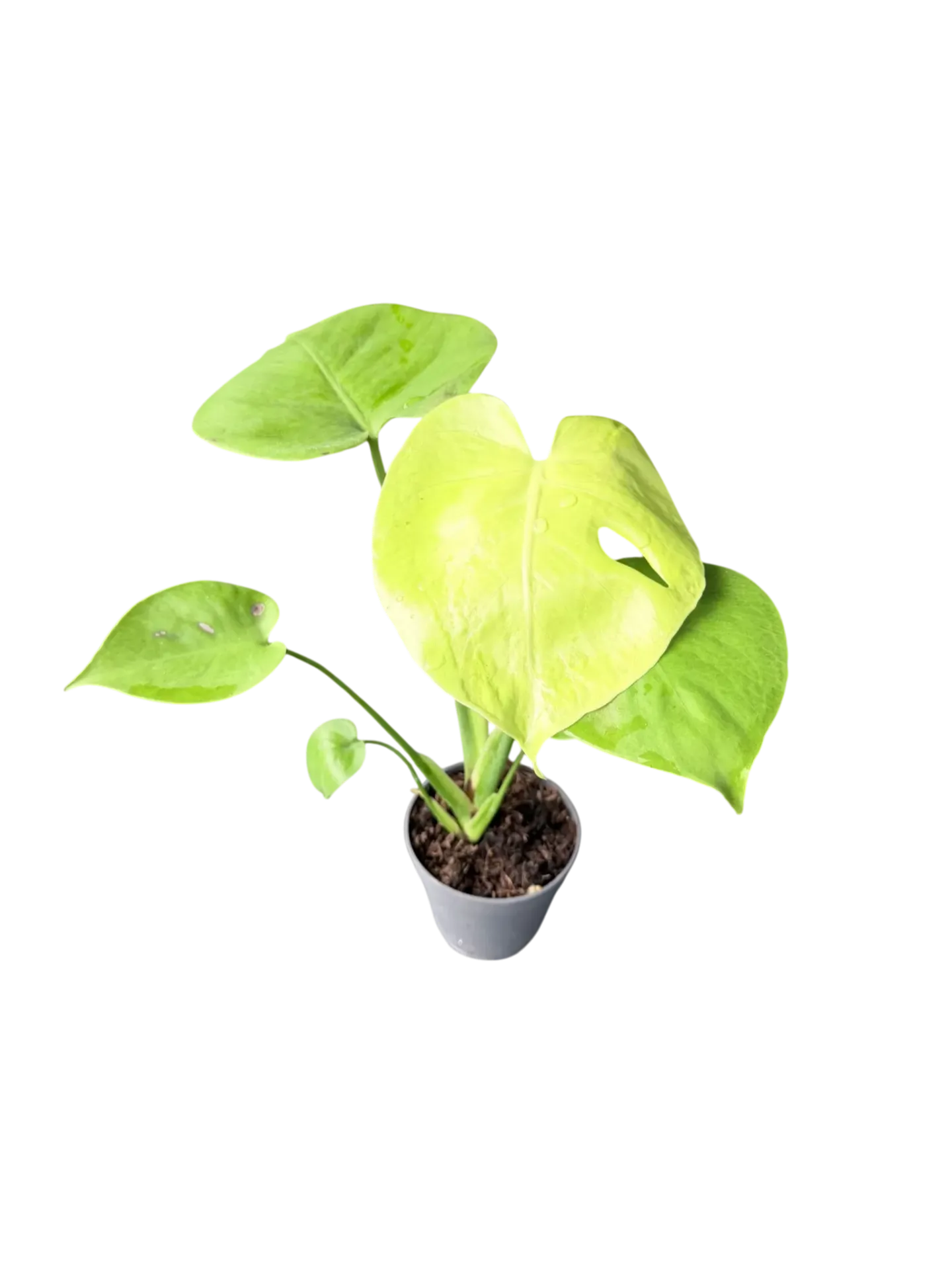 Monstera deliciosa 'Neon Lime' — Pot Ø 12 cm