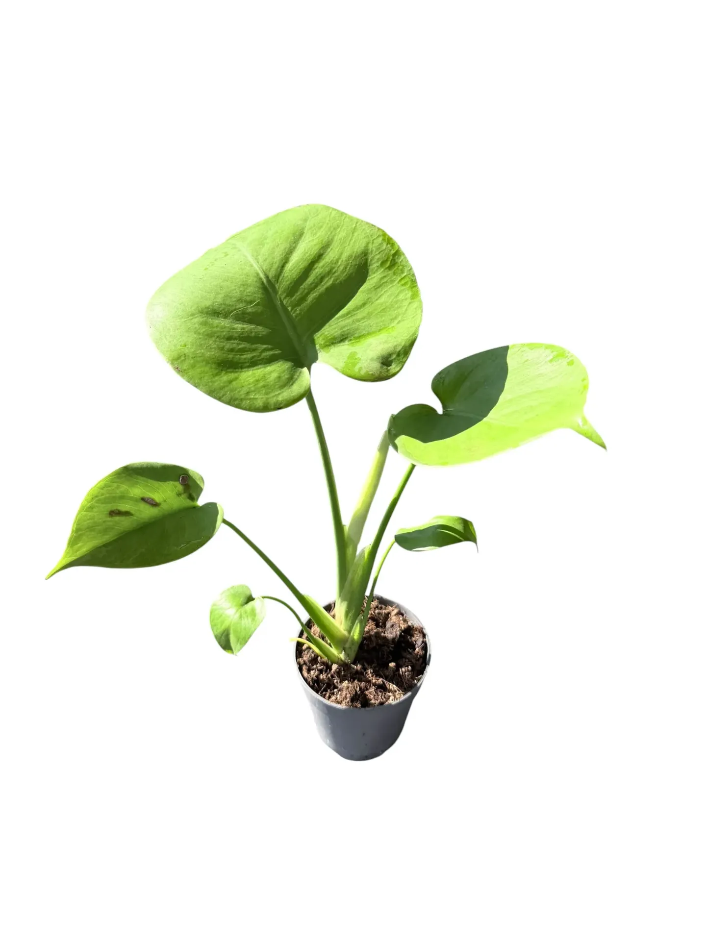 Monstera deliciosa 'Neon Lime' — Pot Ø 12 cm