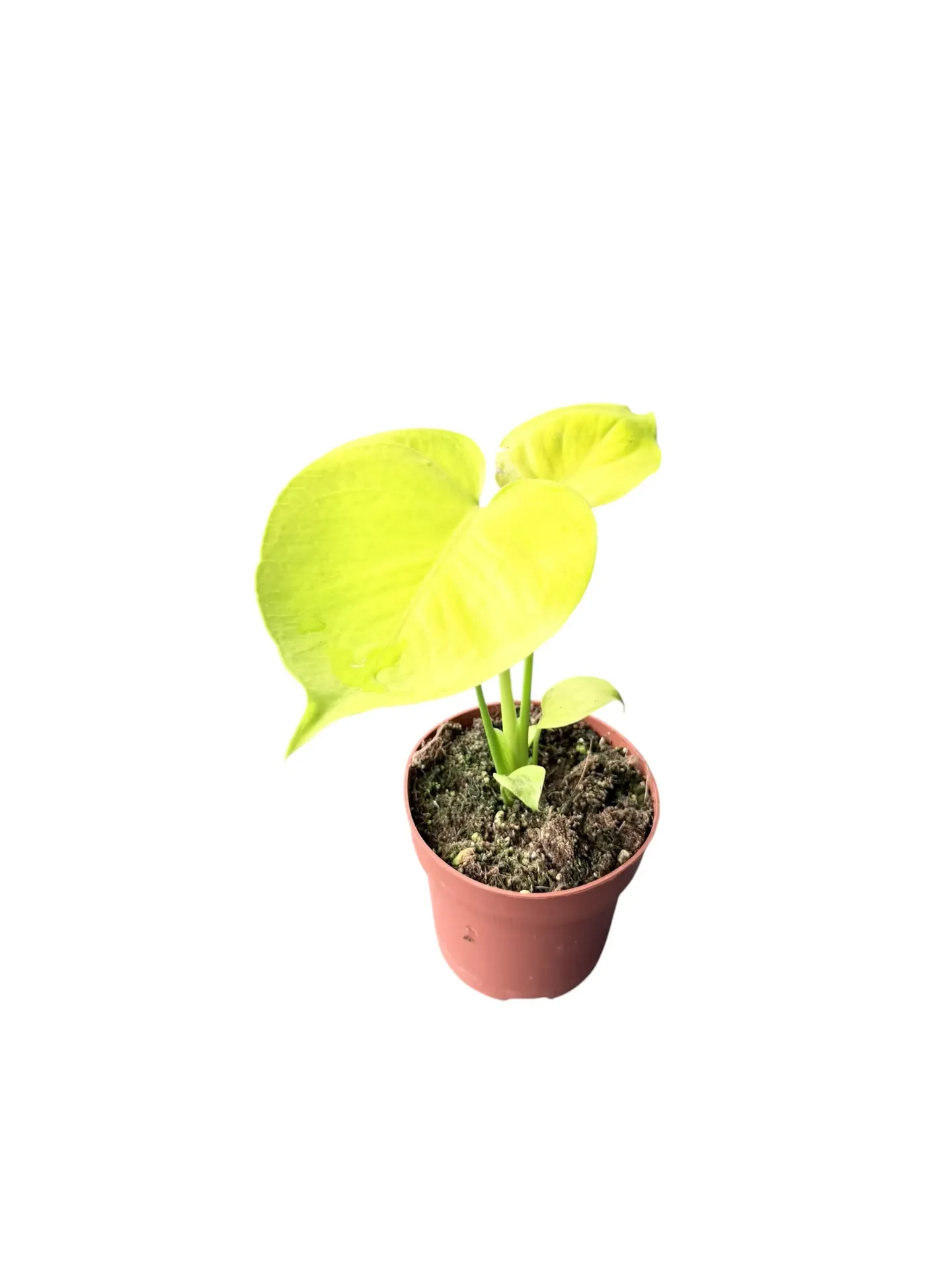 Monstera deliciosa 'Neon Lime' — Pot Ø 10 cm