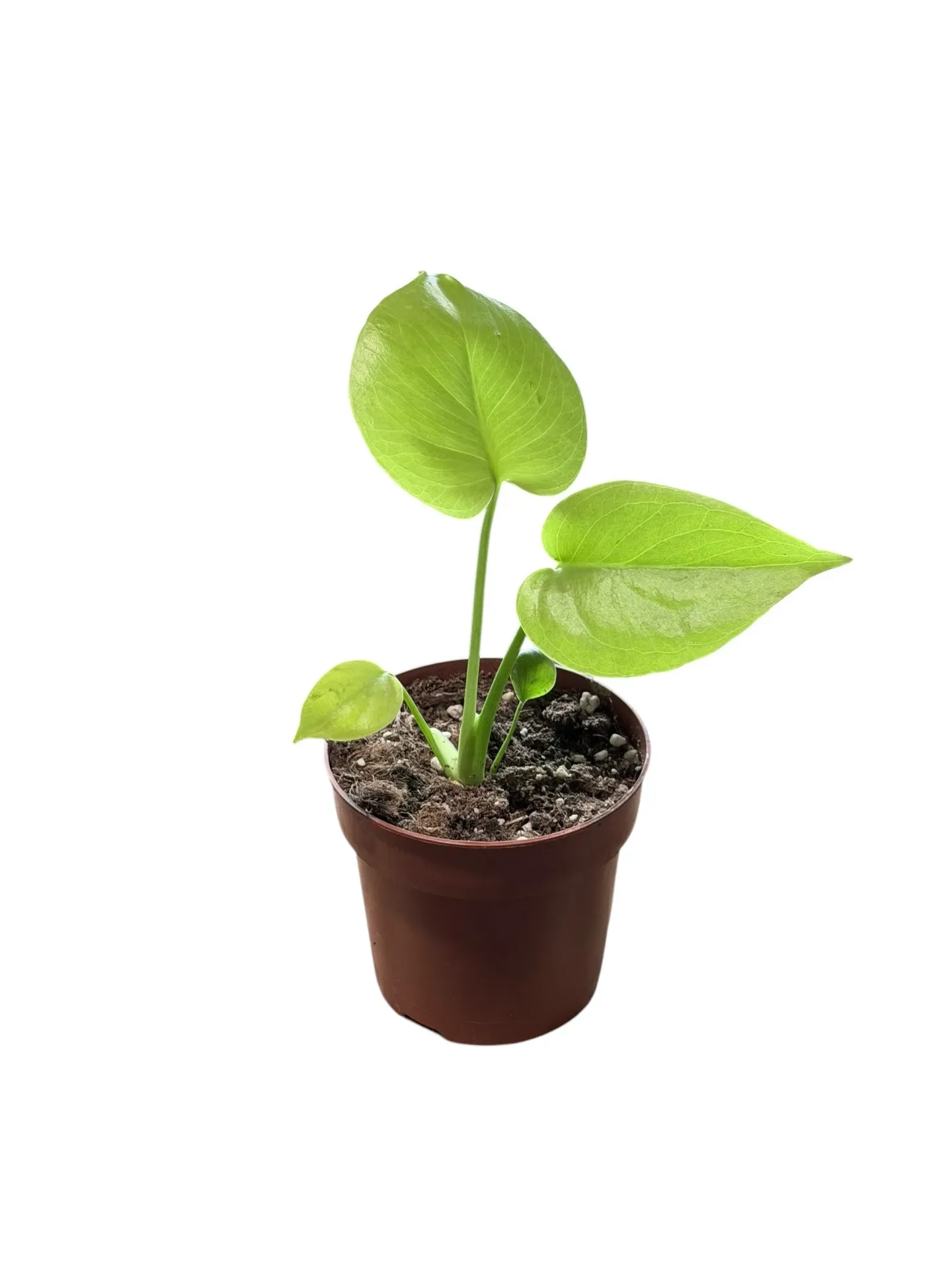 Monstera deliciosa 'lemon Lime' — Pot Ø 10 cm