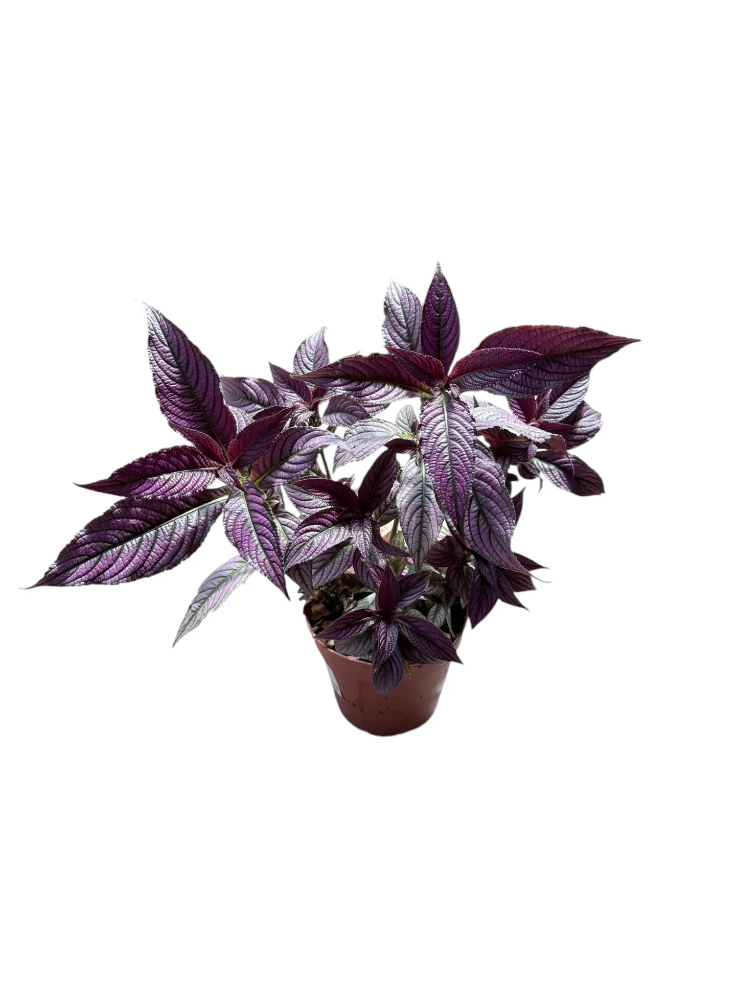 Strobilanthes dyerianus — Pot Ø 12 cm