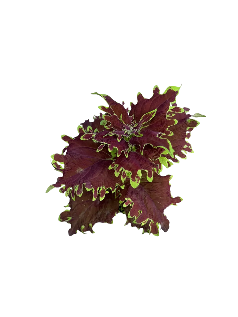 Coleus scutellarioides 'Apocalypse' — Pot Ø 10 cm