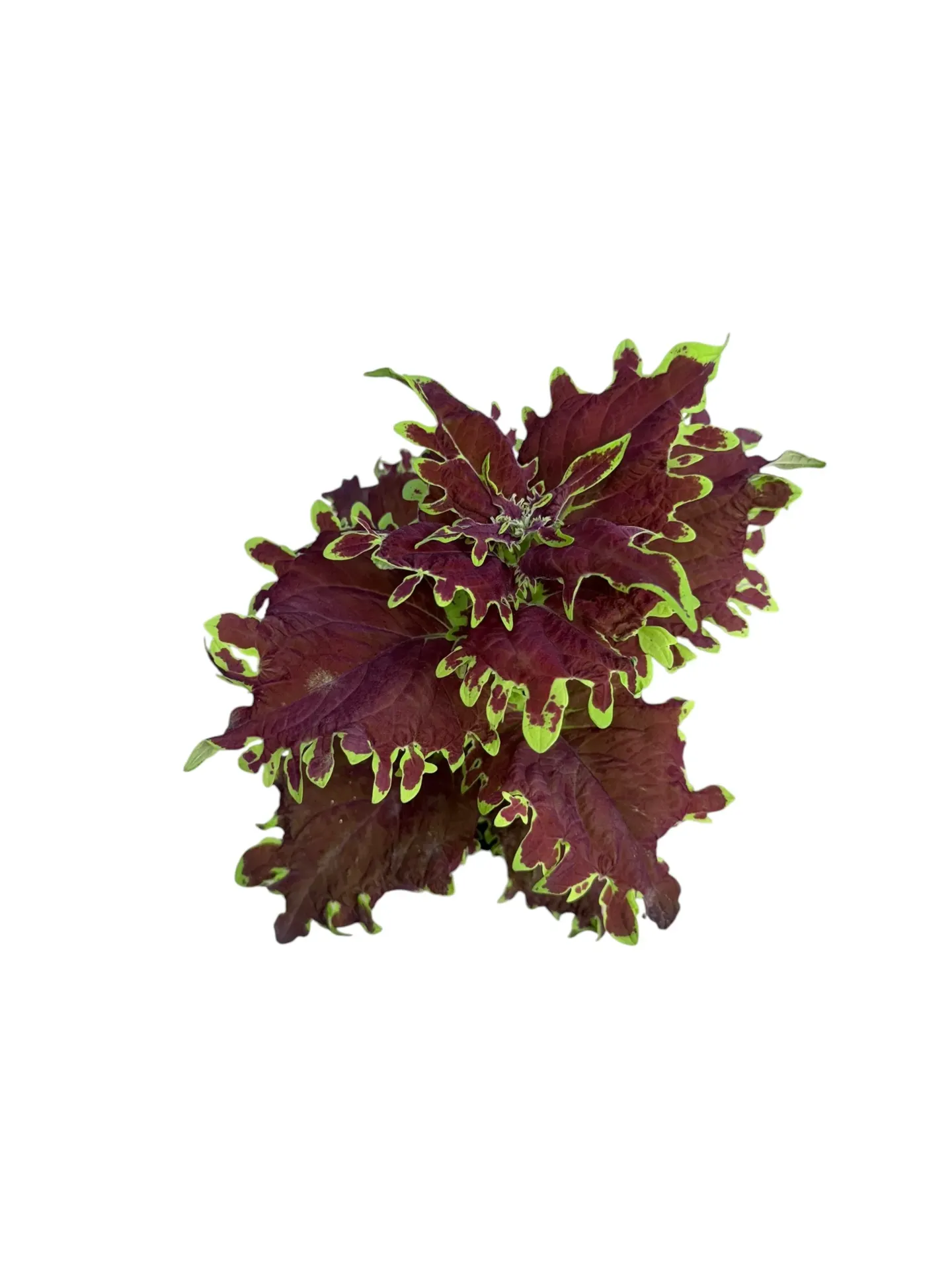 Coleus scutellarioides 'Apocalypse' — Pot Ø 10 cm