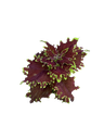 Coleus scutellarioides 'Apocalypse' — Pot Ø 10 cm