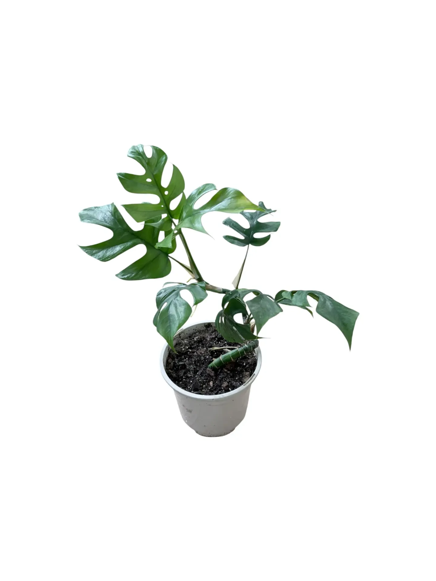 Raphidophora tetrasperma — Pot Ø 14 cm