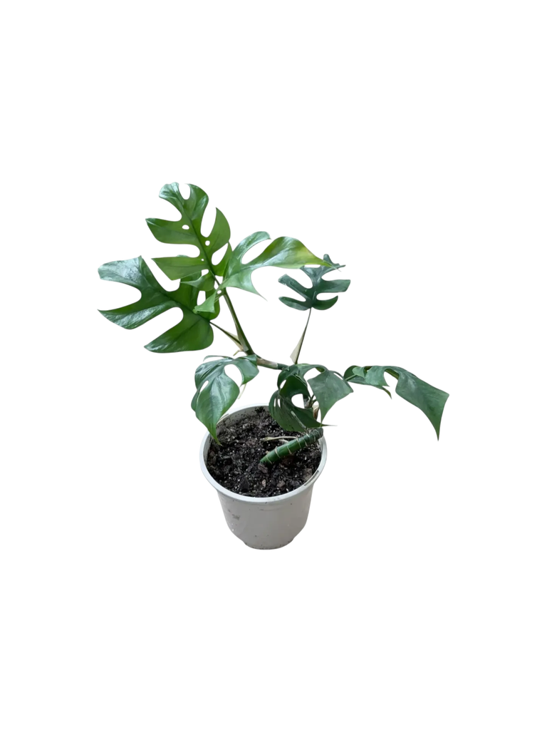 Raphidophora tetrasperma — Pot Ø 14 cm