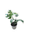Raphidophora tetrasperma — Pot Ø 14 cm
