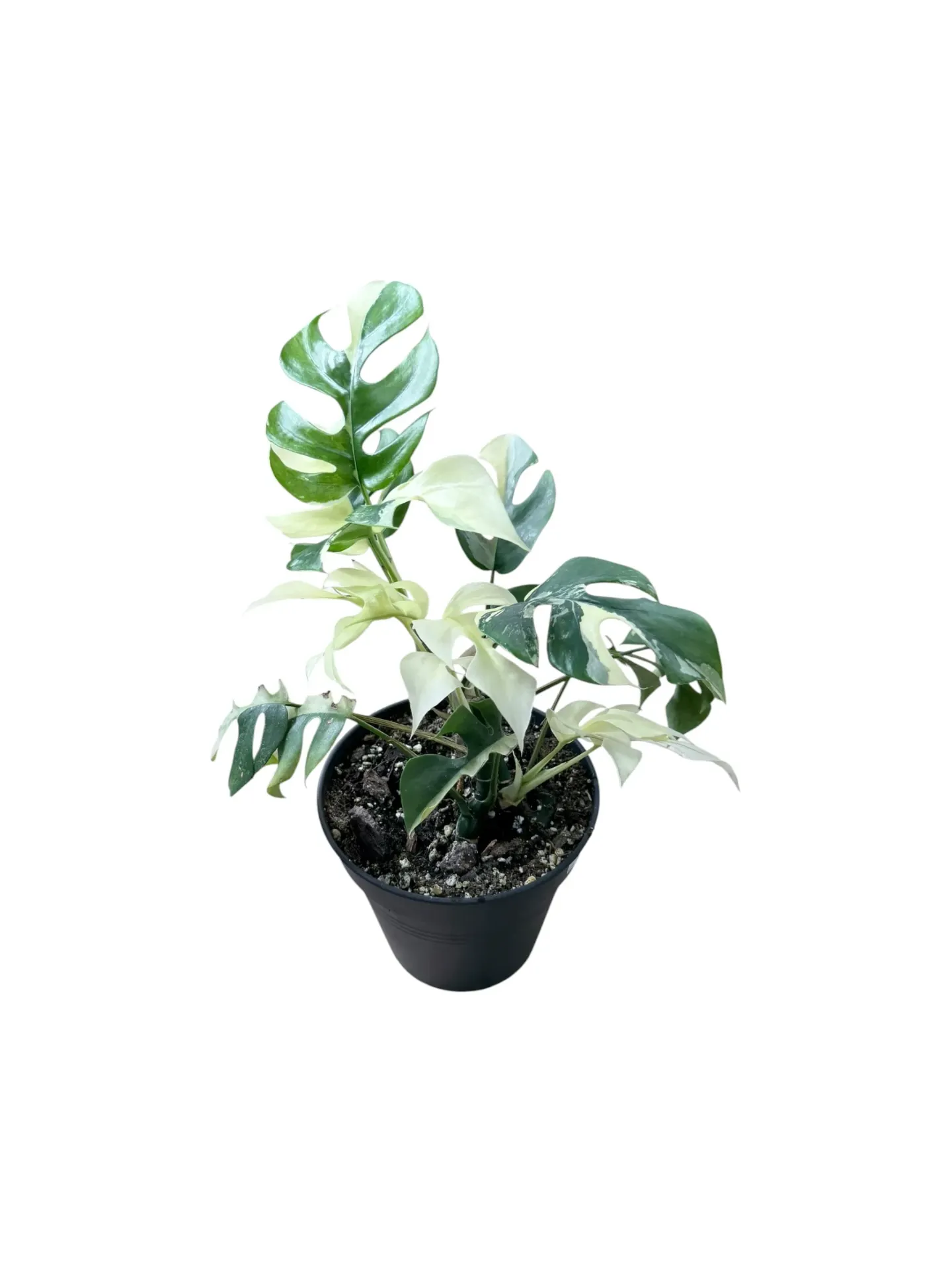 Raphidophora tetrasperma variegata — Pot Ø 14 cm