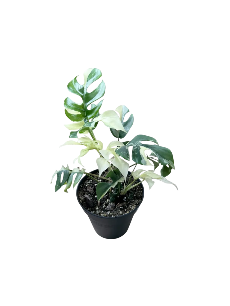 Raphidophora tetrasperma variegata — Pot Ø 14 cm