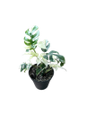 Raphidophora tetrasperma variegata — Pot Ø 14 cm