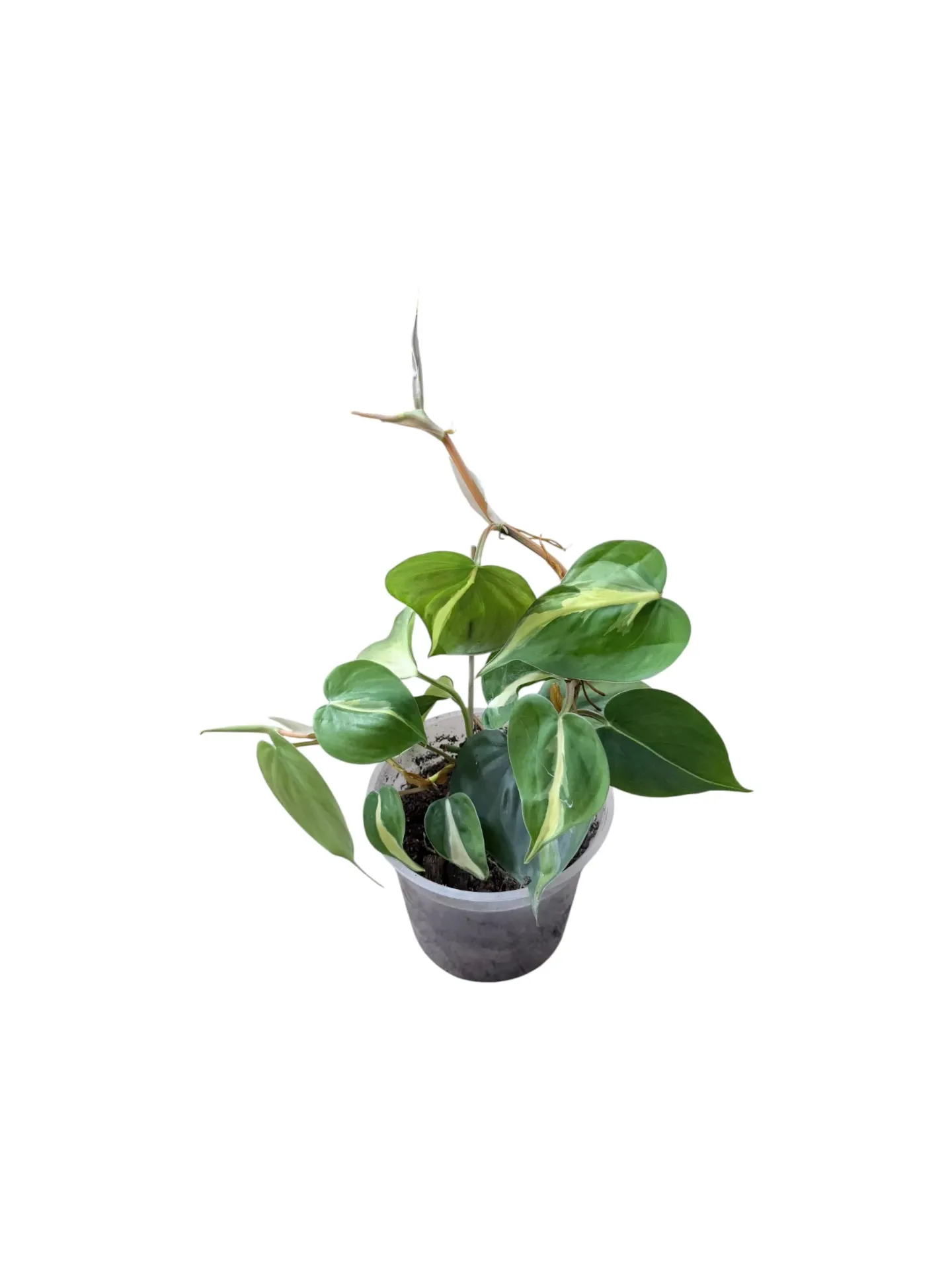 Philodendron hederaceum 'Brasil' — Pot Ø 12 cm