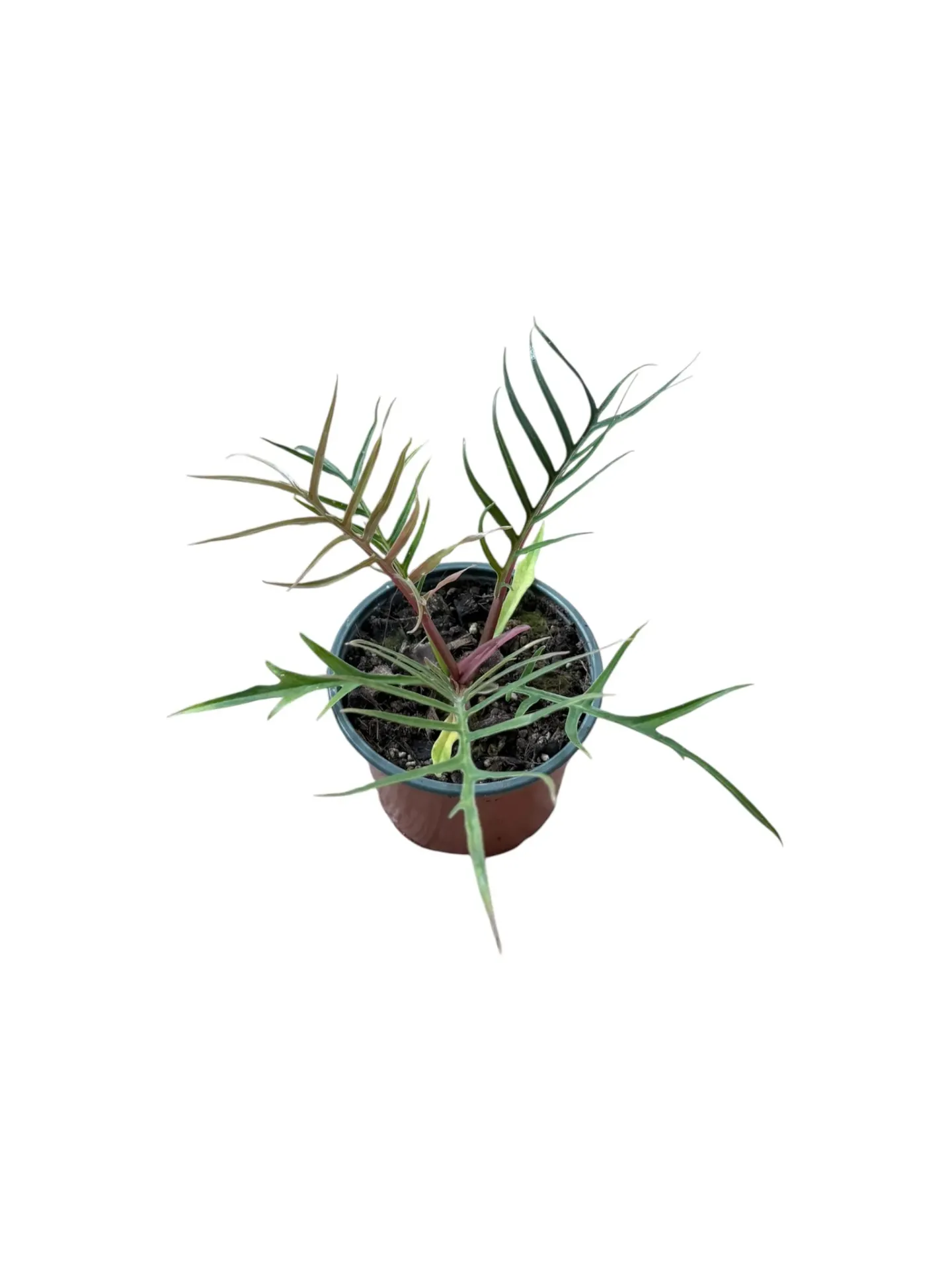 Philodendron tortum — Pot Ø 12 cm