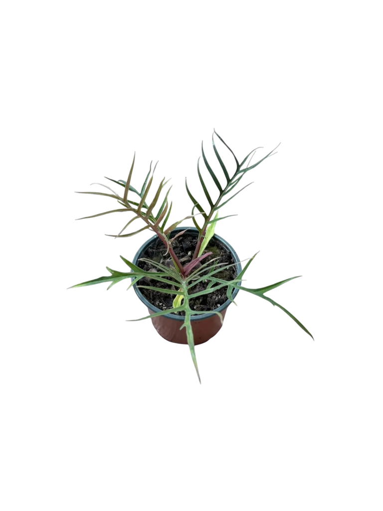Philodendron tortum — Pot Ø 12 cm