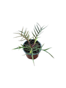 Philodendron tortum — Pot Ø 12 cm