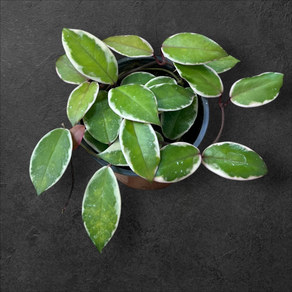 Hoya « Flamingo Dream »