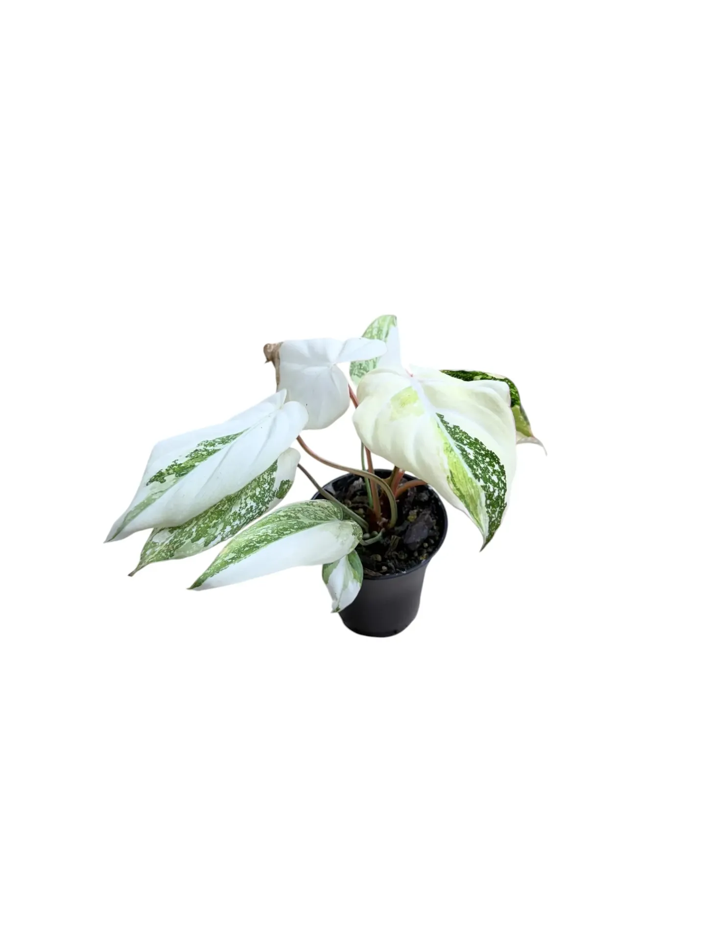 Philodendron gloriosum tricolor ( white selection) — Pot Ø 9 cm