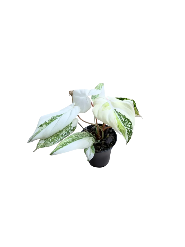 Philodendron gloriosum tricolor ( white selection) — Pot Ø 9 cm