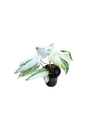 Philodendron gloriosum tricolor ( white selection) — Pot Ø 9 cm