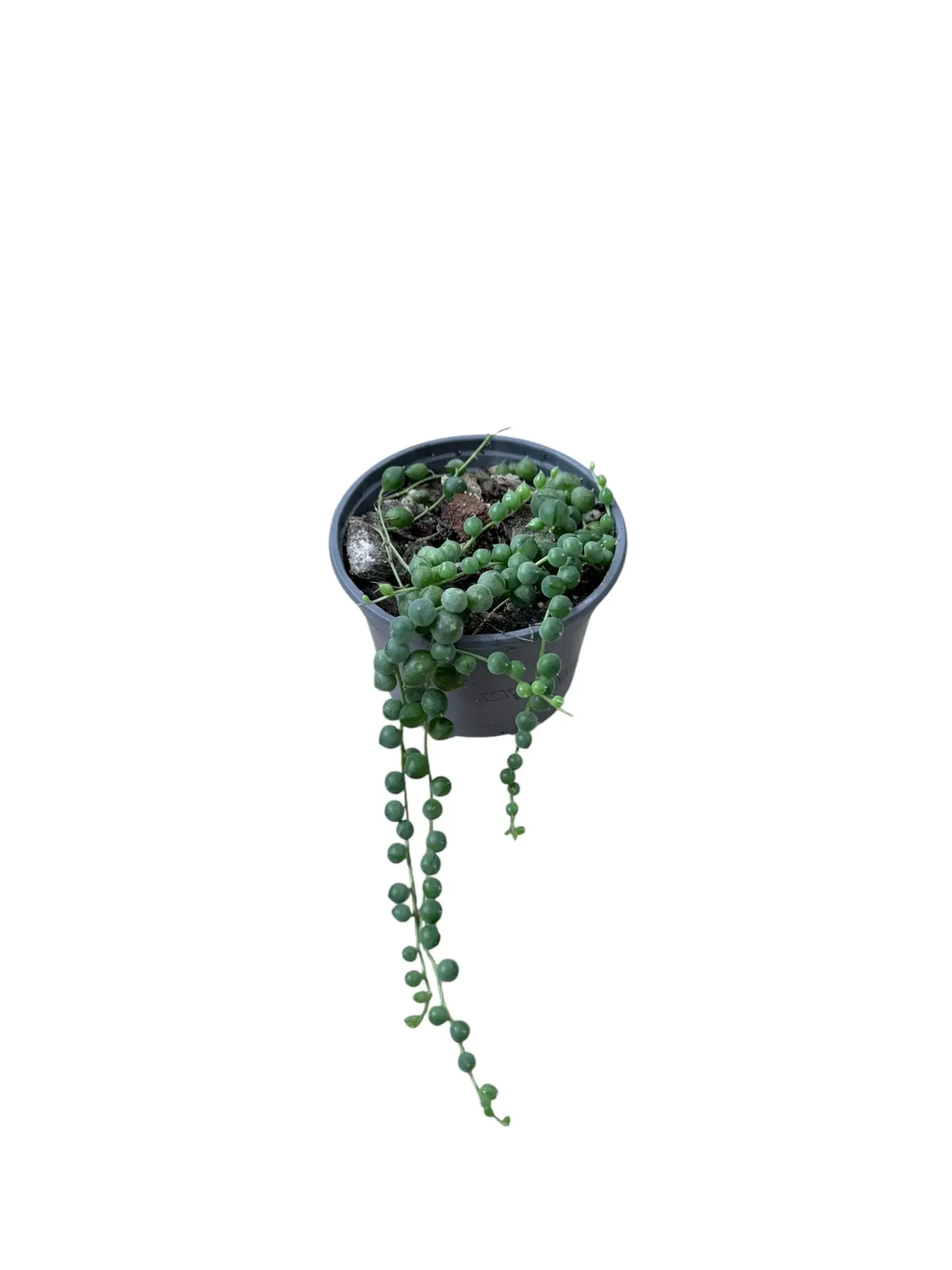 Senecio rowleyanus — Pot Ø 9 cm
