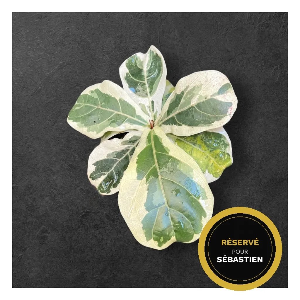 Ficus lyrata variegata — Pot Ø 12 cm