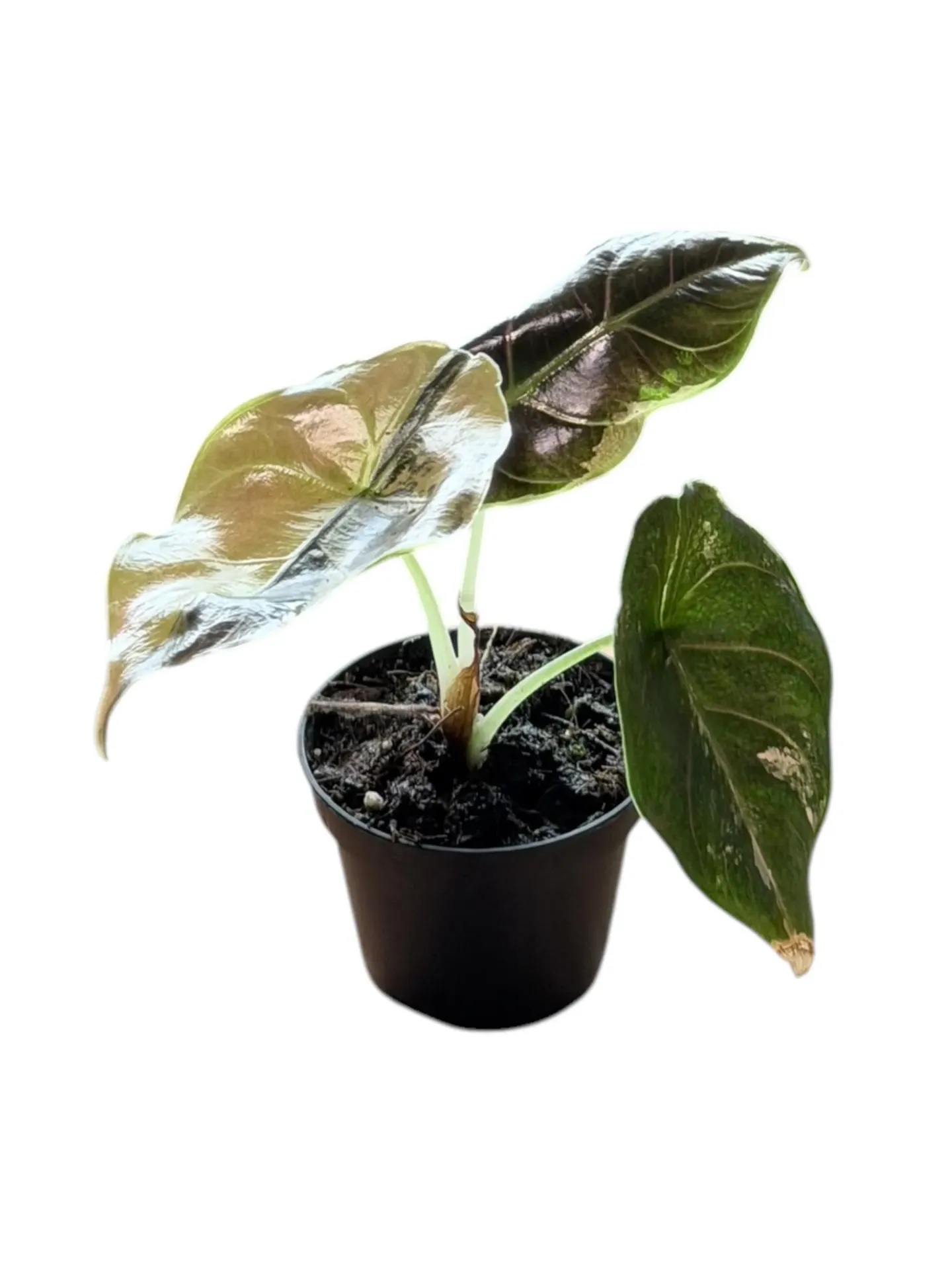 Alocasia azlanii variegata — Pot Ø 9 cm