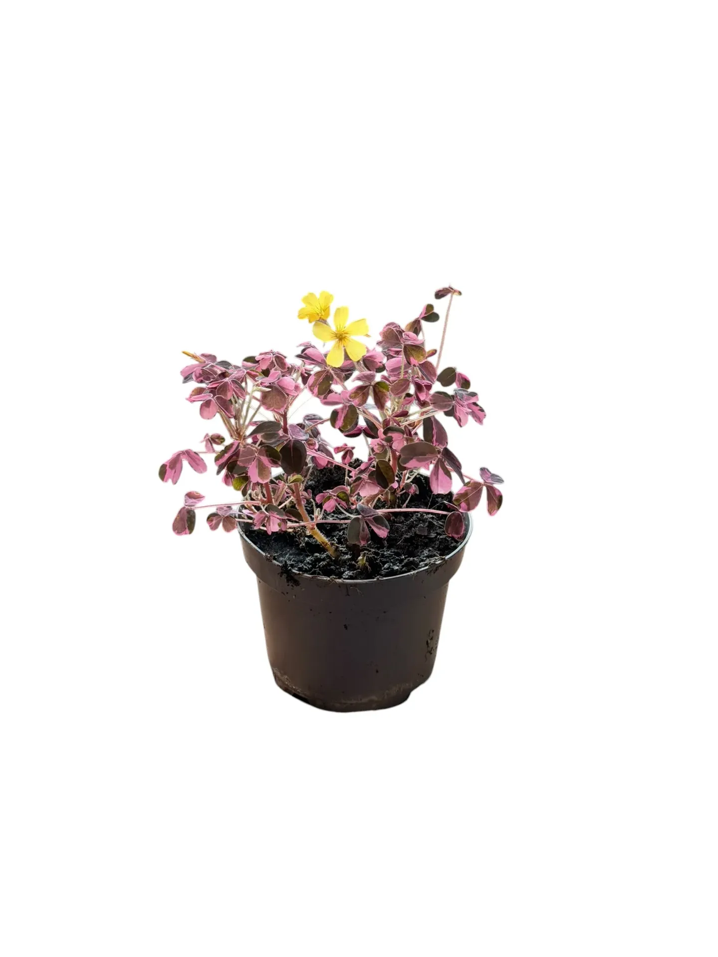 Oxalis triangularis 'Crazy Plume' — Pot Ø 12 cm