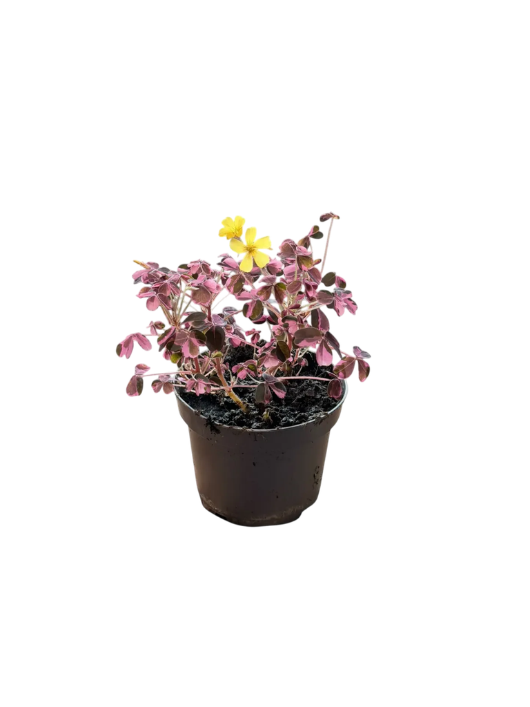 Oxalis triangularis 'Crazy Plume' — Pot Ø 12 cm
