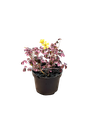 Oxalis triangularis 'Crazy Plume' — Pot Ø 12 cm