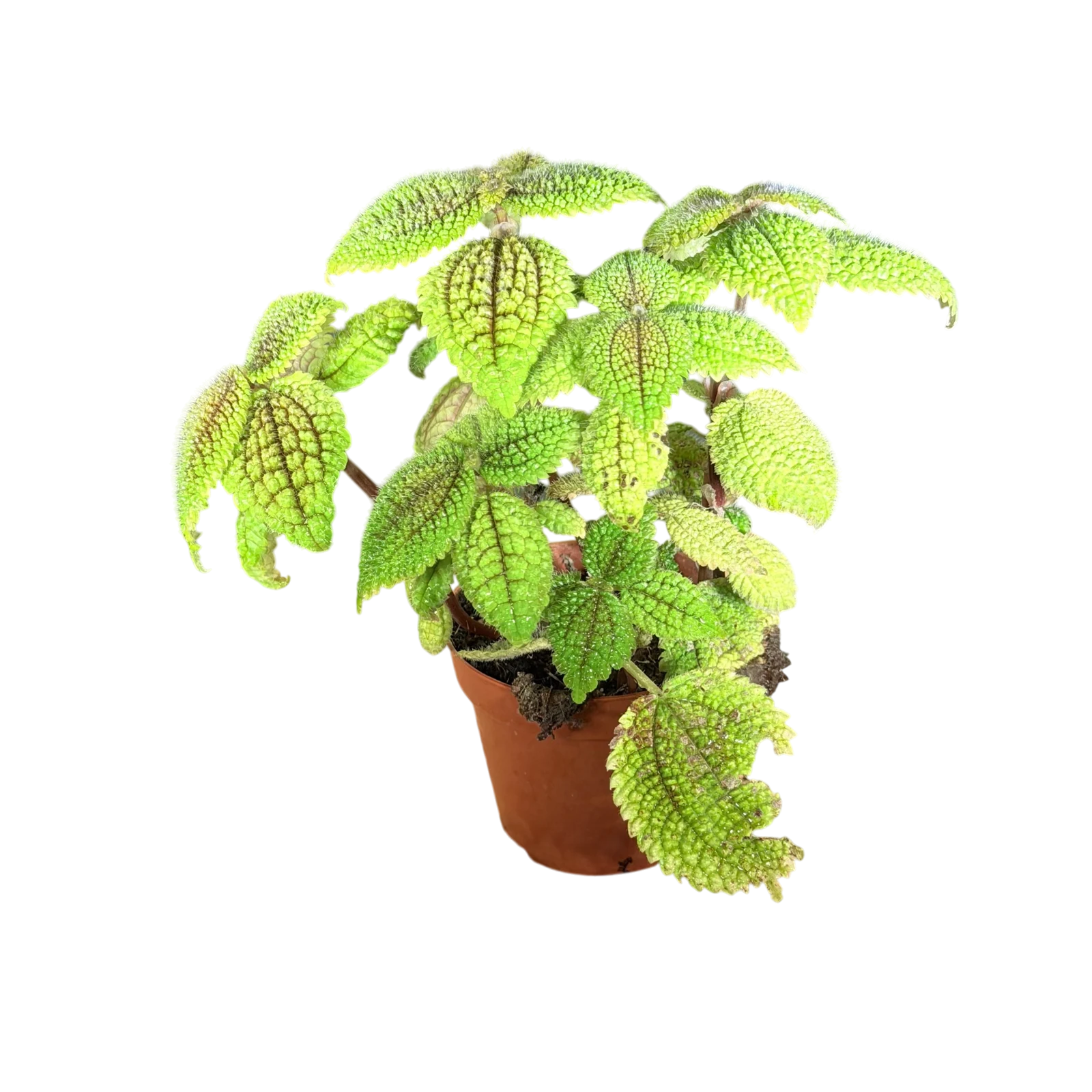 Pilea 'Moon Valley' — Pot Ø 7 cm