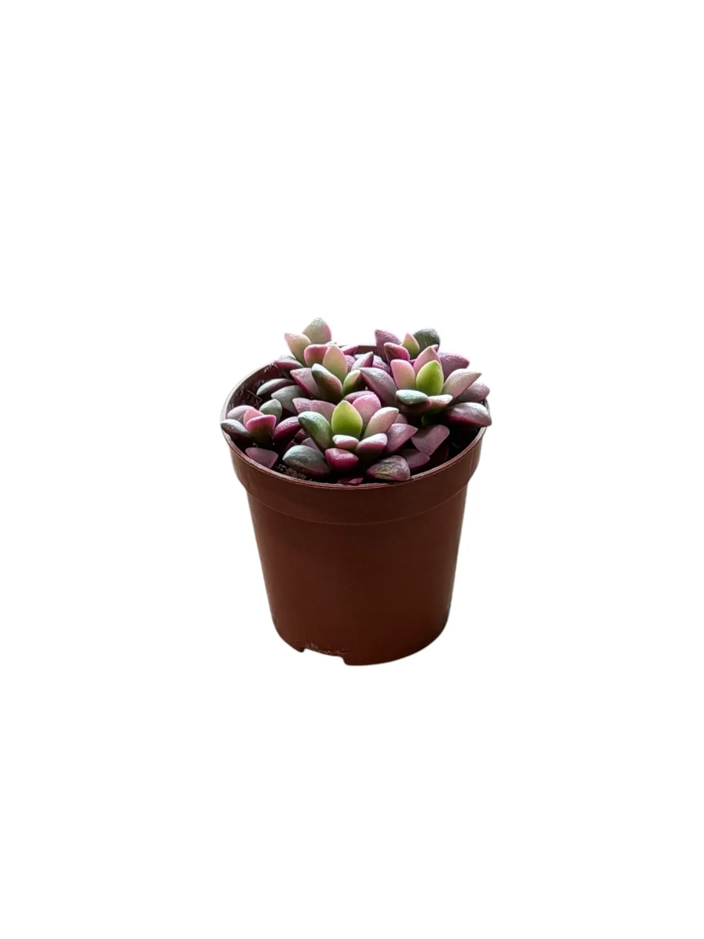 Anacampseros rufescens 'Sunrise' — Pot Ø 5 cm