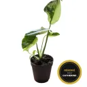 Monstera deliciosa 'Electrolight' — Pot Ø 12 cm
