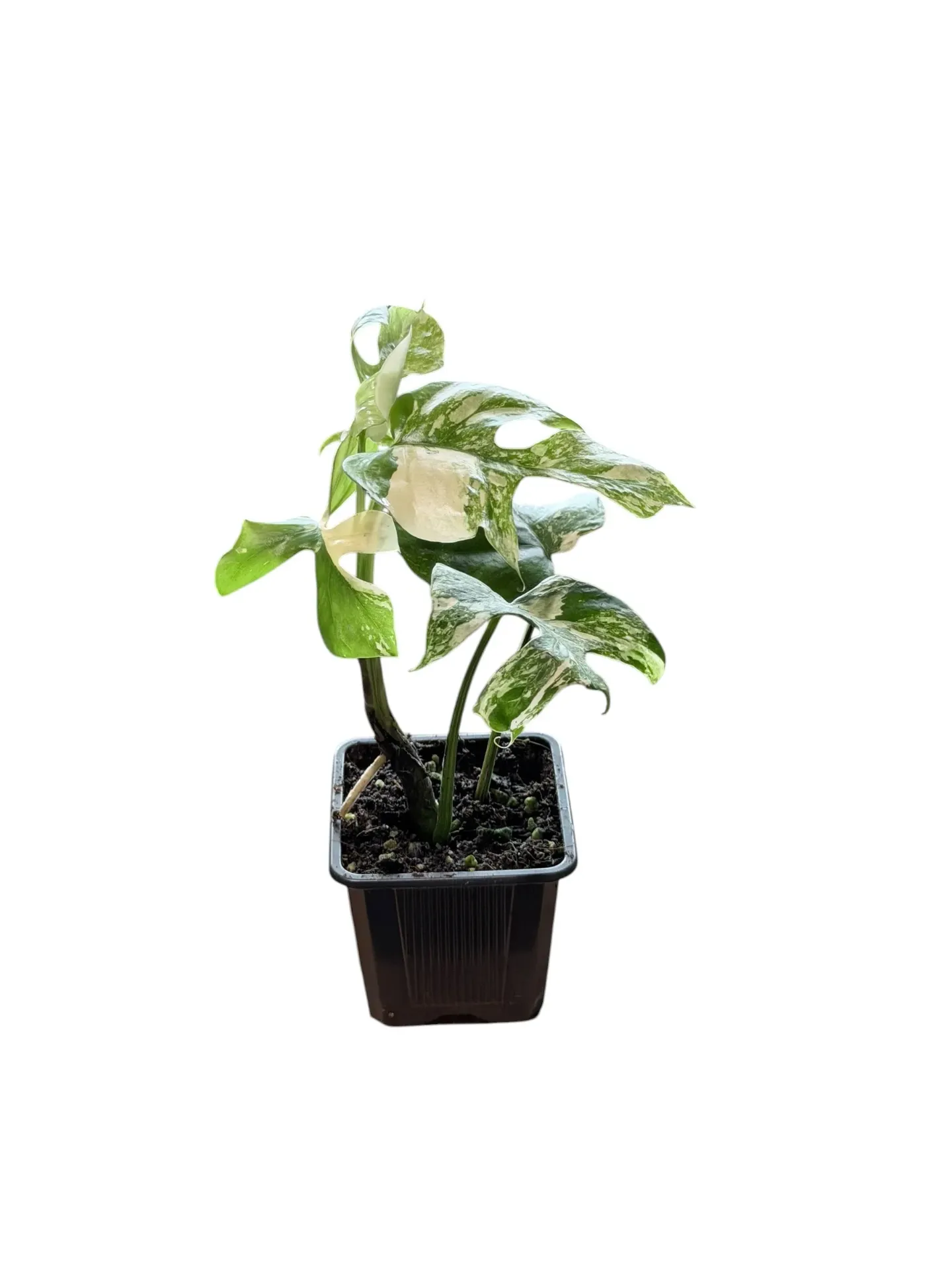 Rhaphidophora tetrasperma 'Super Thai' variegata — Pot Ø 10 cm