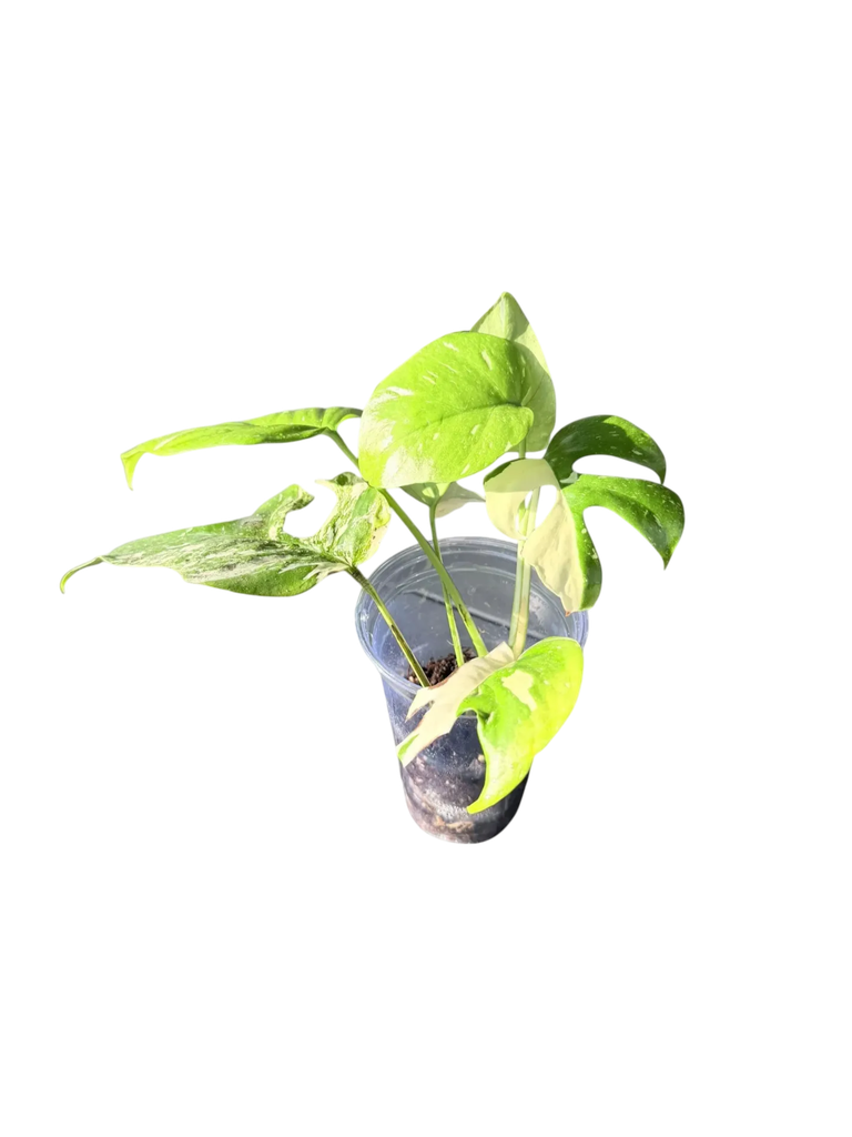 Rhaphidophora tetrasperma 'Super Thai' variegata — Pot Ø 10 cm