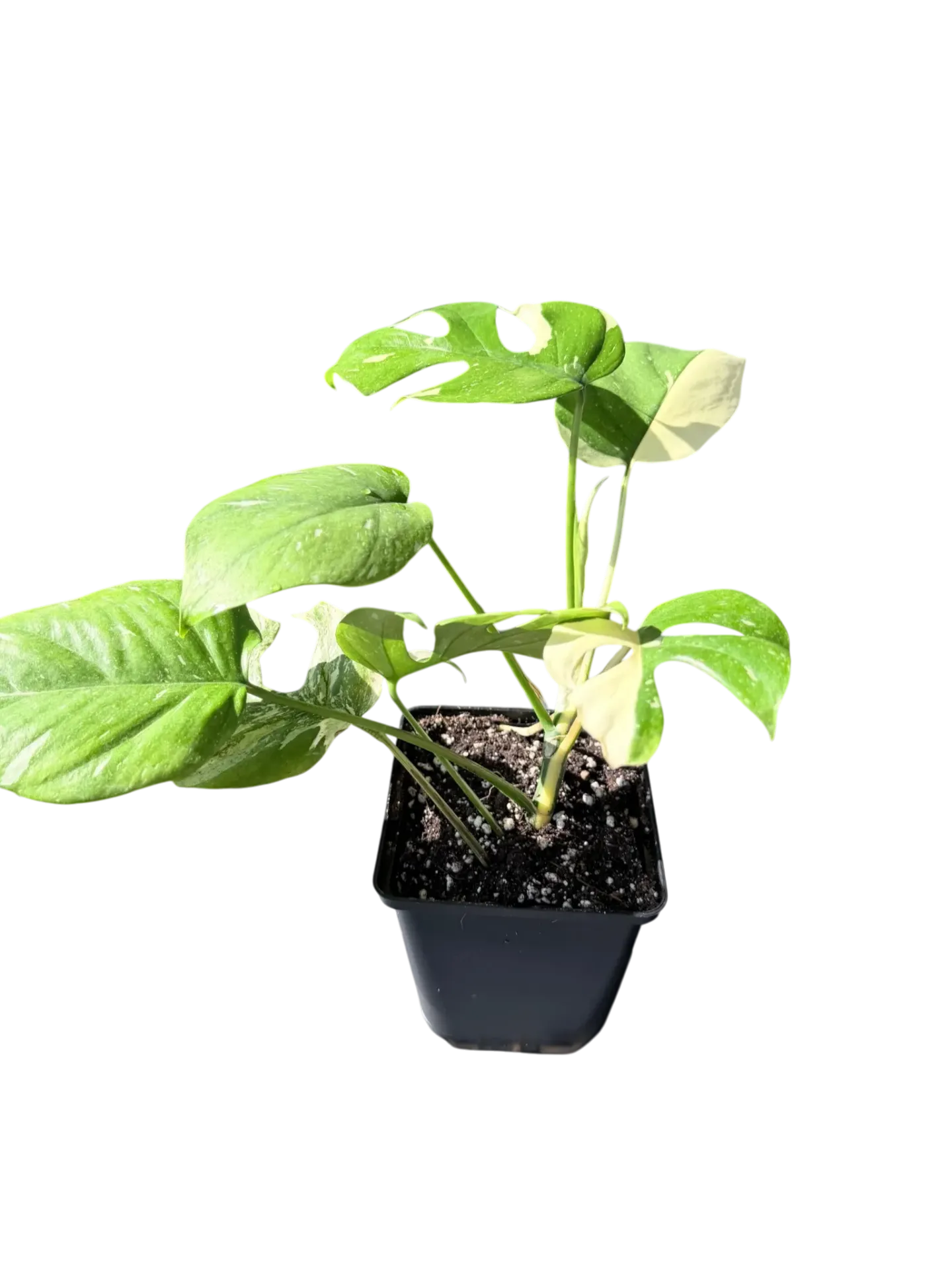 Rhaphidophora tetrasperma 'Super Thai' variegata — Pot Ø 10 cm