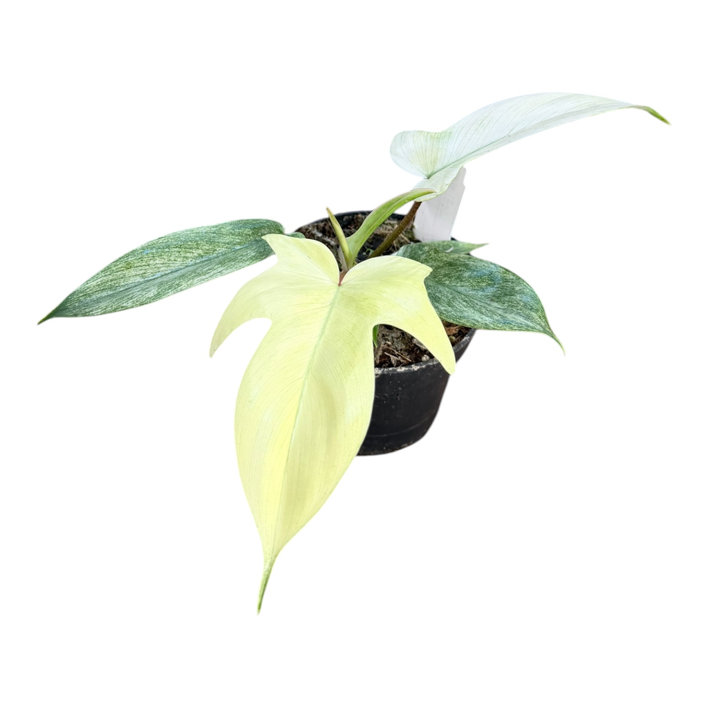 Philodendron Florida « Ghost »