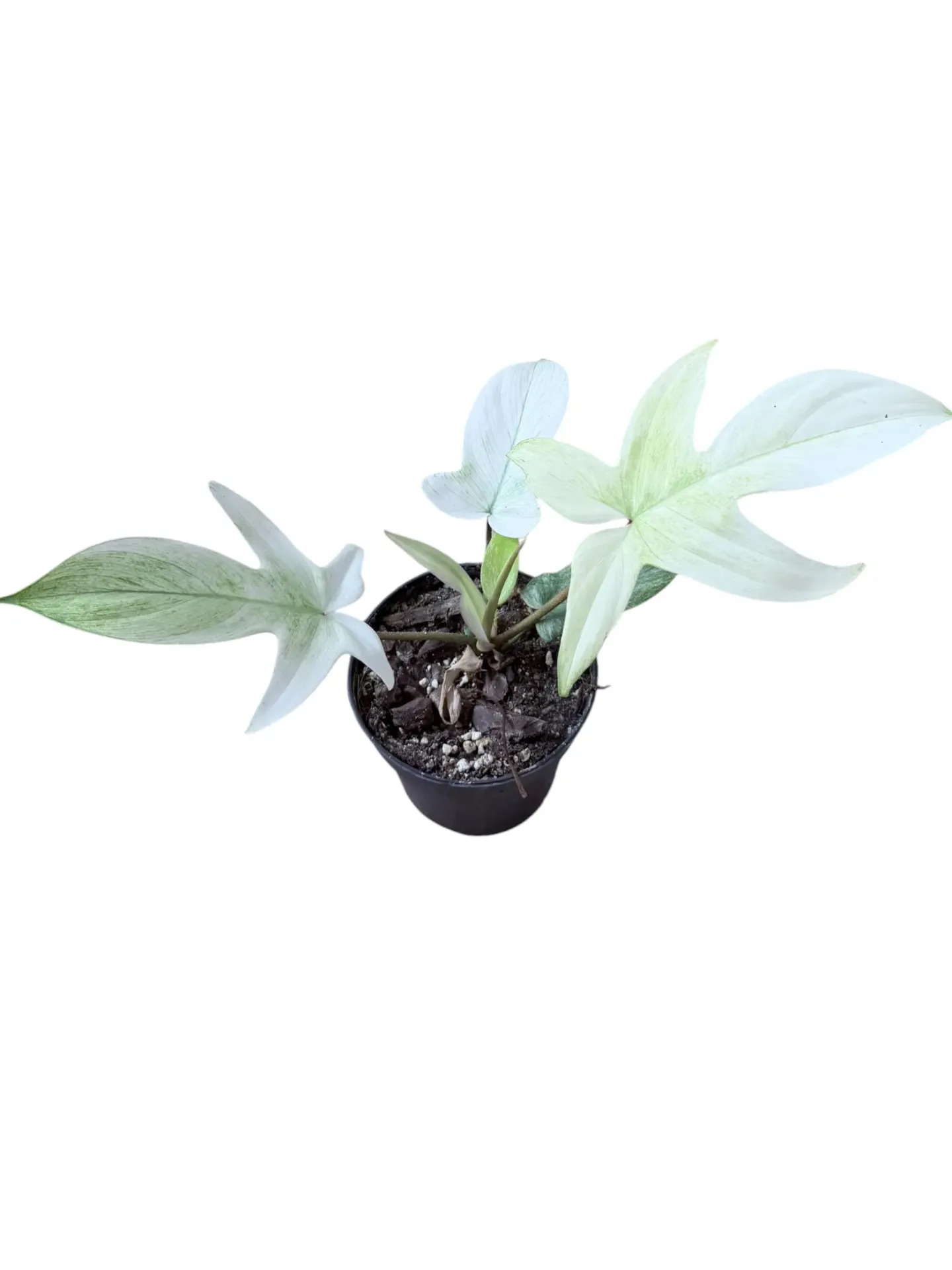 Philodendron Florida « Ghost »