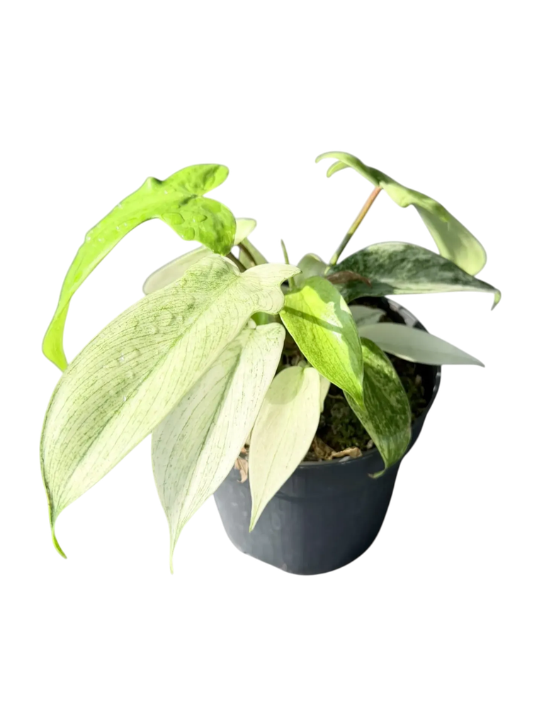 Philodendron pedatum 'Florida Ghost' — Pot Ø 12 cm