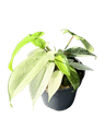 Philodendron pedatum 'Florida Ghost' — Pot Ø 12 cm