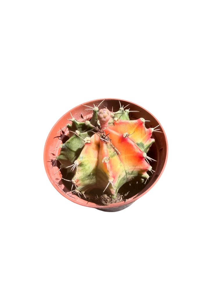Gymnocalycium mihanovichii variegata — Pot Ø 8 cm