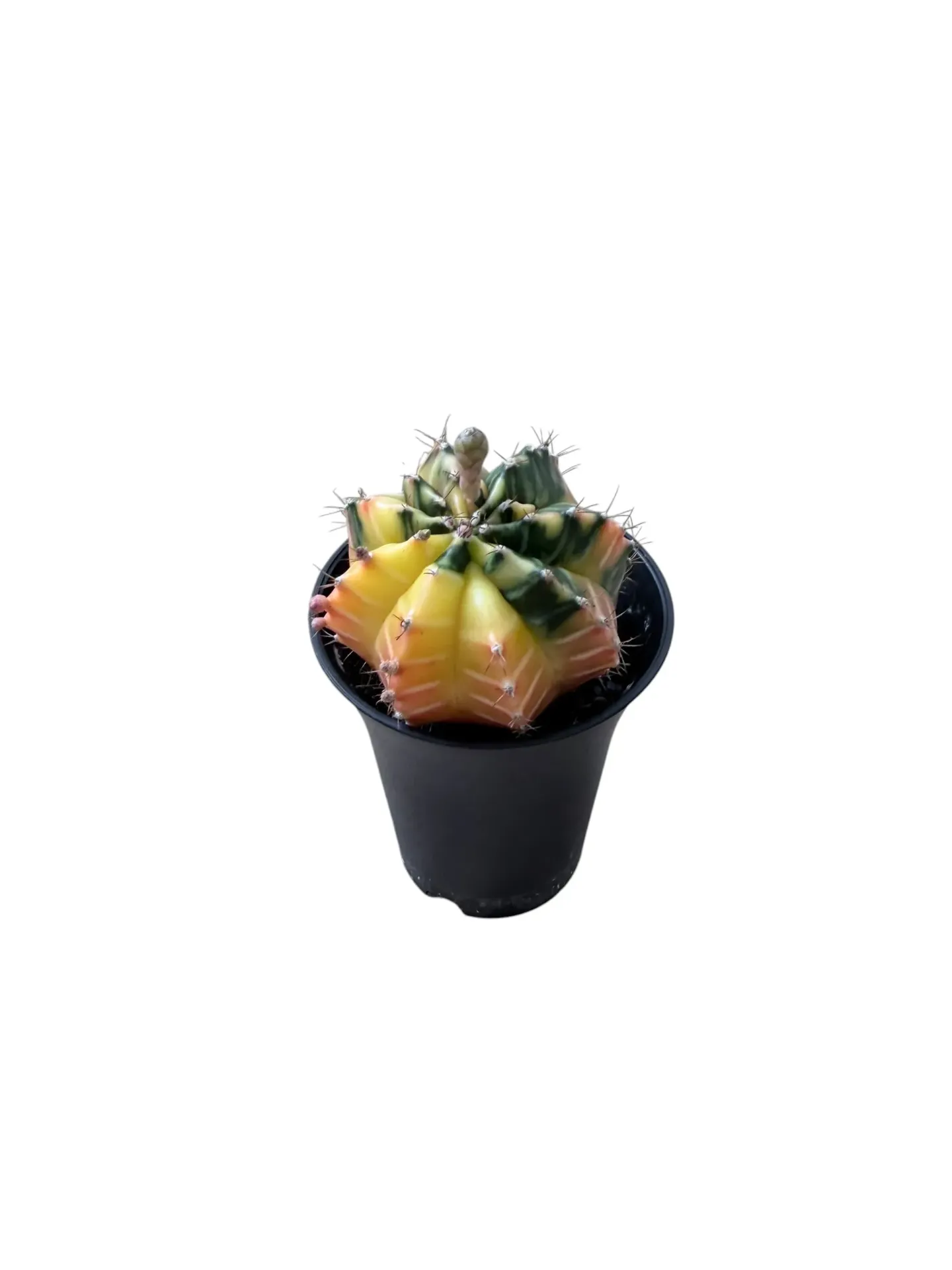 Gymnocalycium mihanovichii variegata — Pot Ø 7 cm