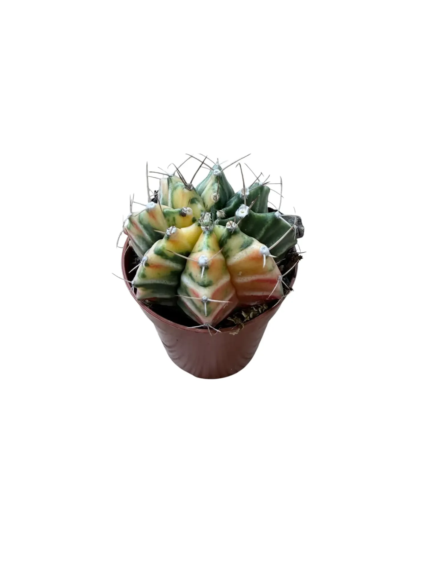 Gymnocalycium mihanovichii variegata — Pot Ø 5 cm