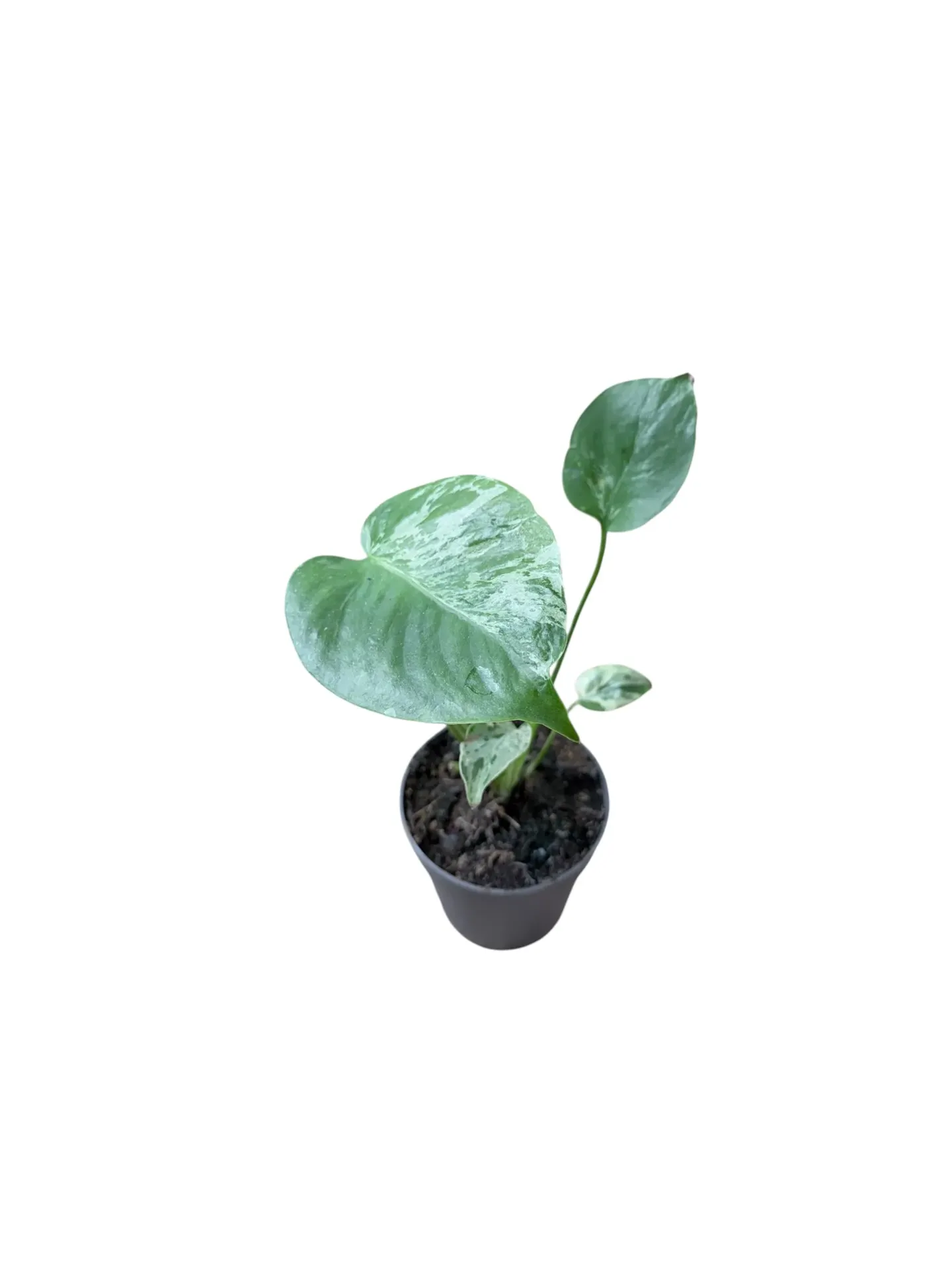Monstera deliciosa 'Bulbazaur' — Pot Ø 12 cm