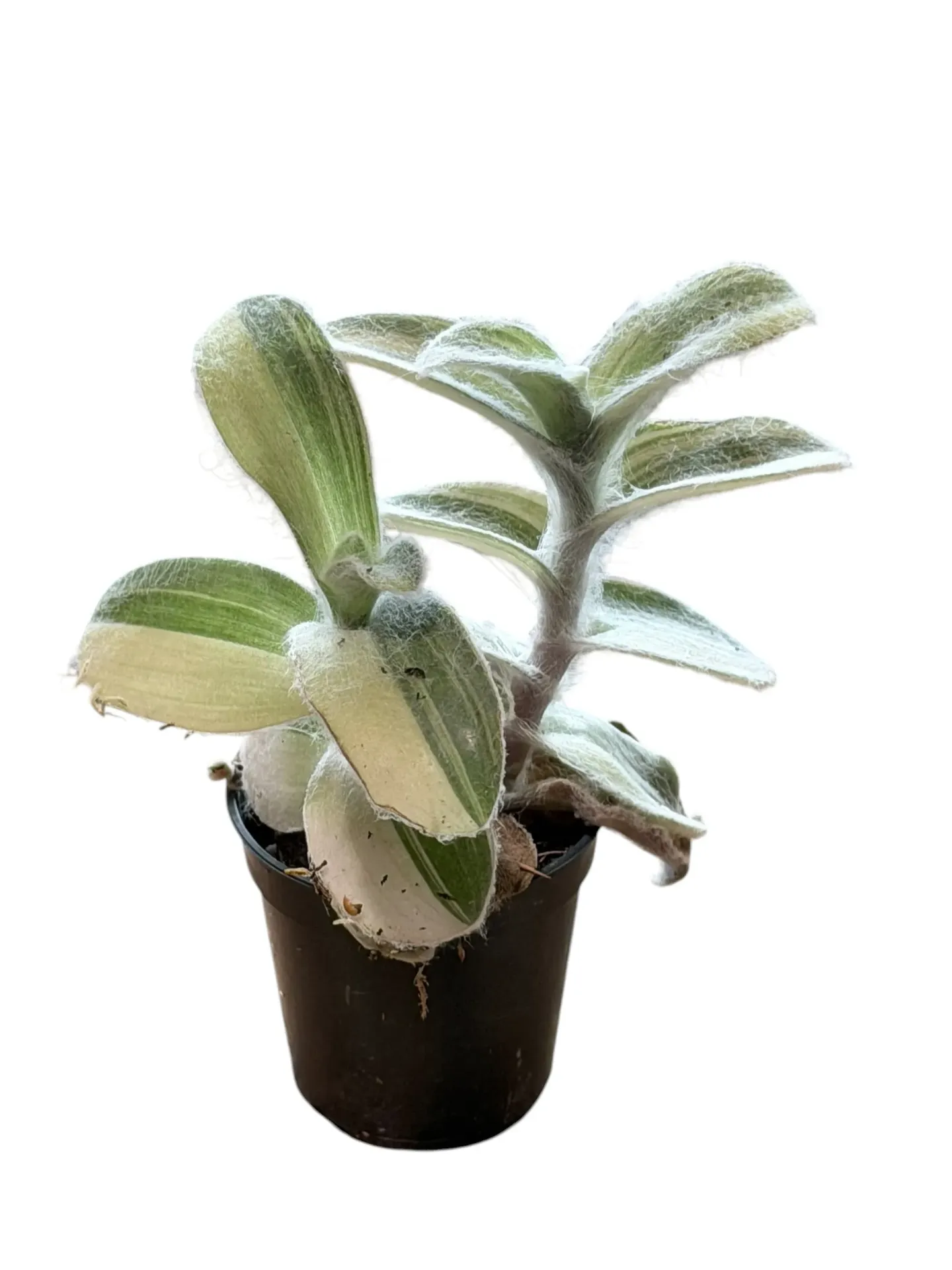 Tradescantia sillamontana variegata — Pot Ø 5 cm