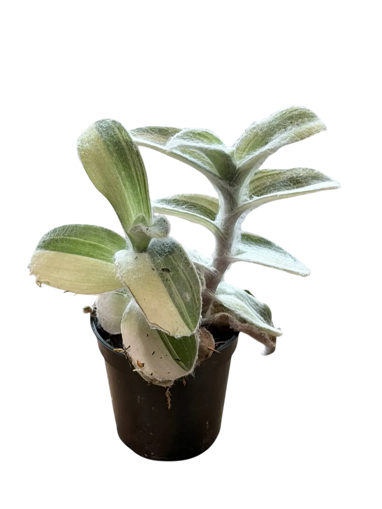Tradescantia sillamontana variegata — Pot Ø 5 cm